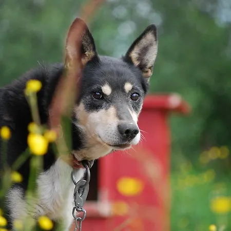 Accommodatie bij particulieren Escapade Norvegienne Tolga