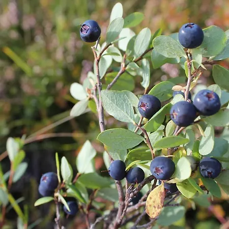 Escapade Norvegienne